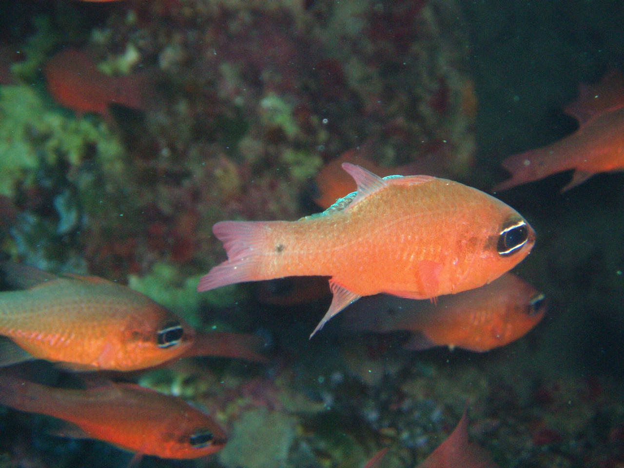 APOGONIDAE (PESCI CARDINALE)